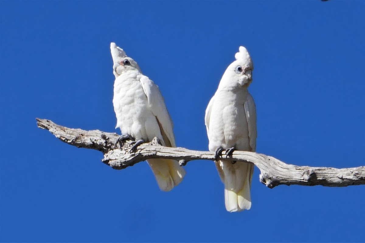 Little Corella