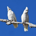 Little Corella