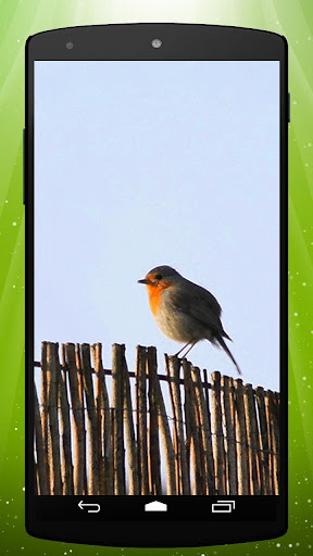 Robin Live Wallpaper