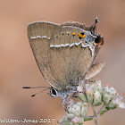 Long-tailed Blue