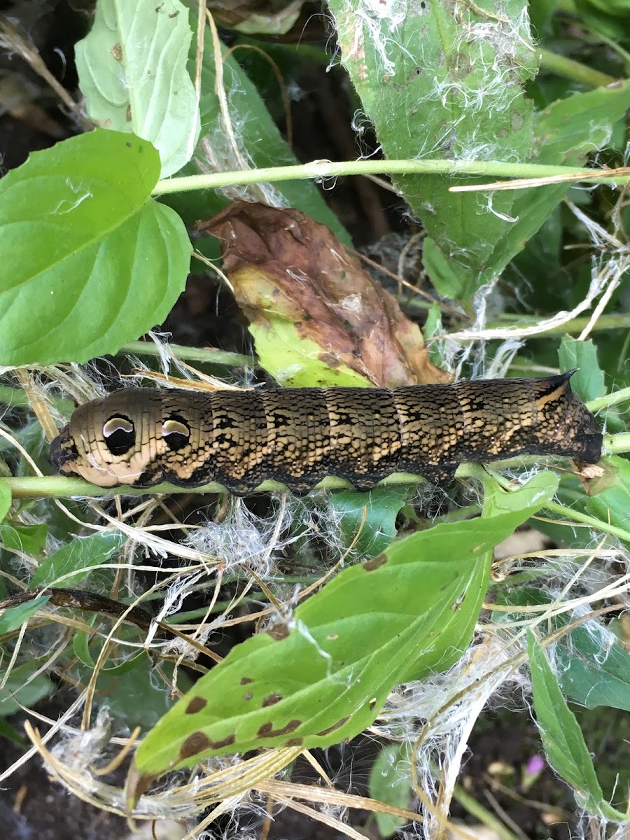 Elephant Hawk Head Moth Caterpillar