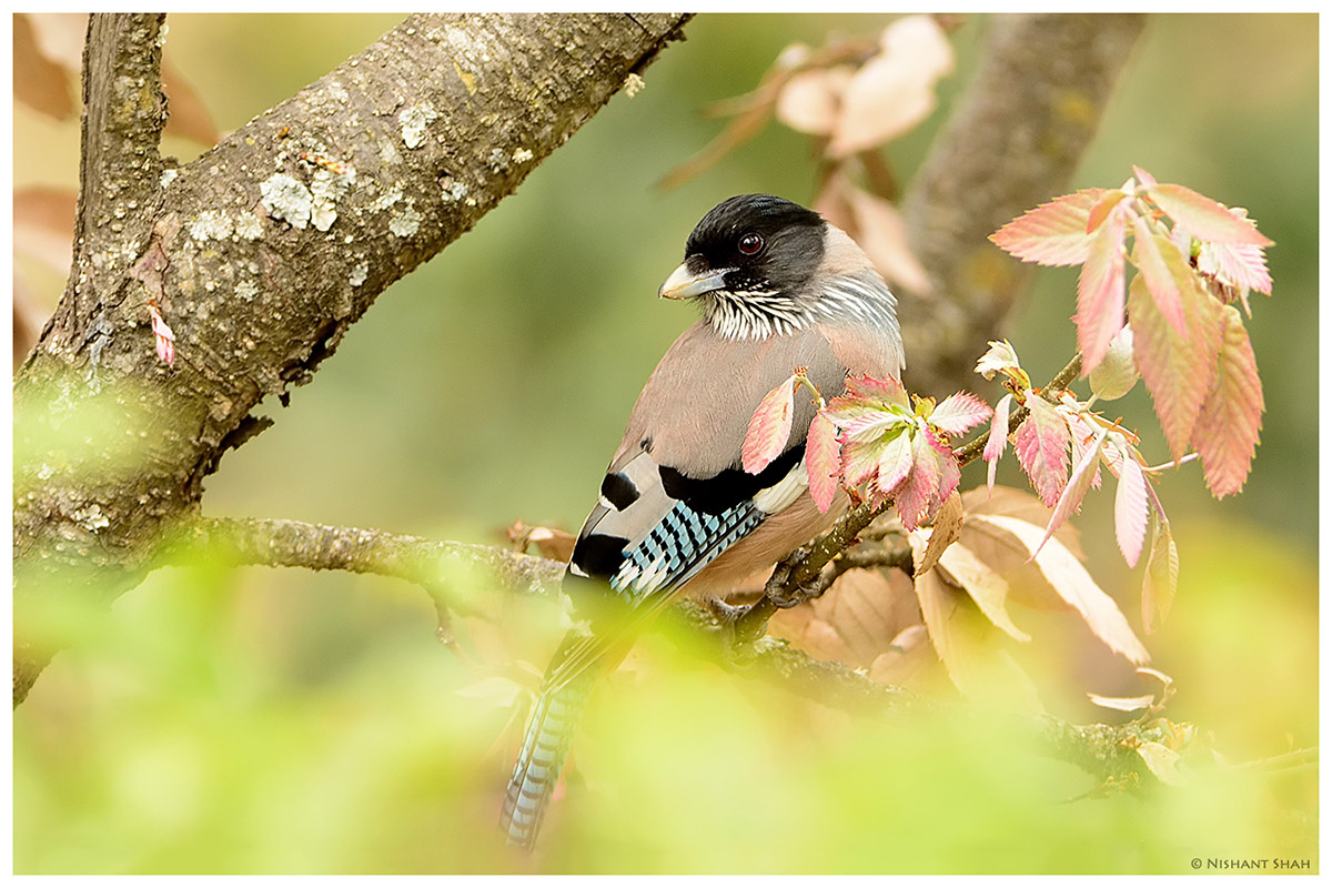 Black-headed Jay