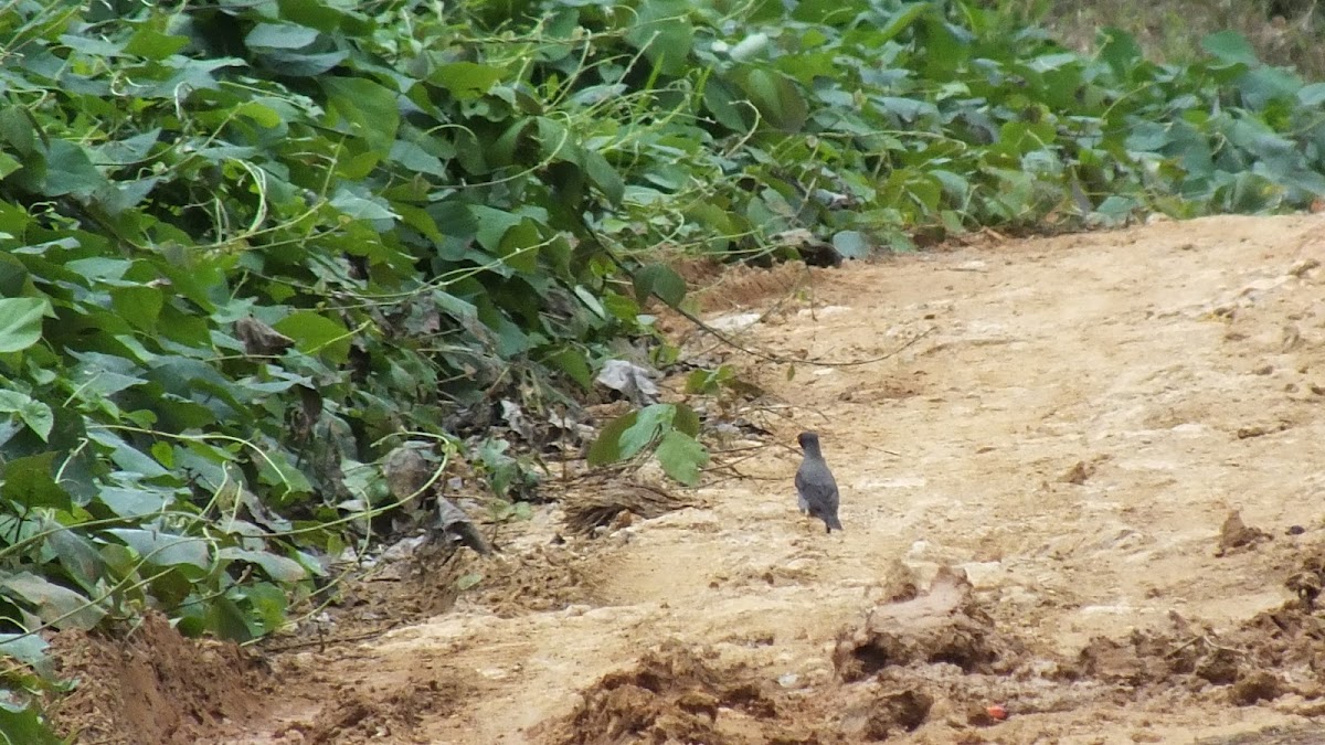 Javan Myna