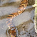 Florida Banded Water Snake