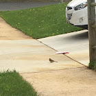 Northern Cardinal