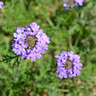 moss verbena