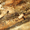 Ants - Larvae, Pupae, and Adults