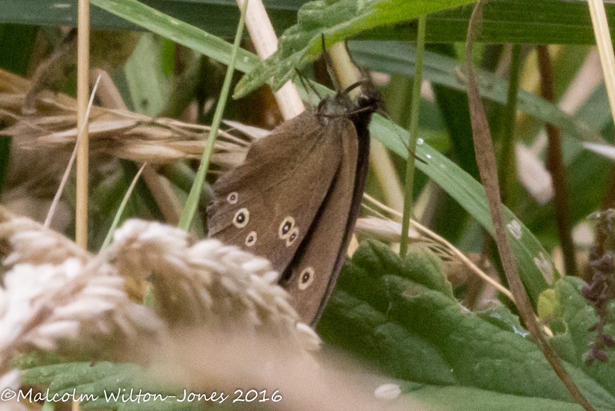 Ringlet