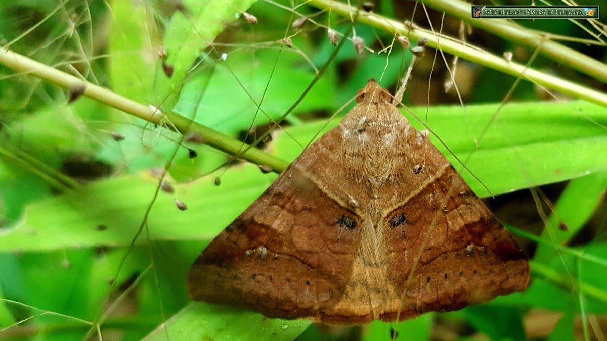 Brown moth