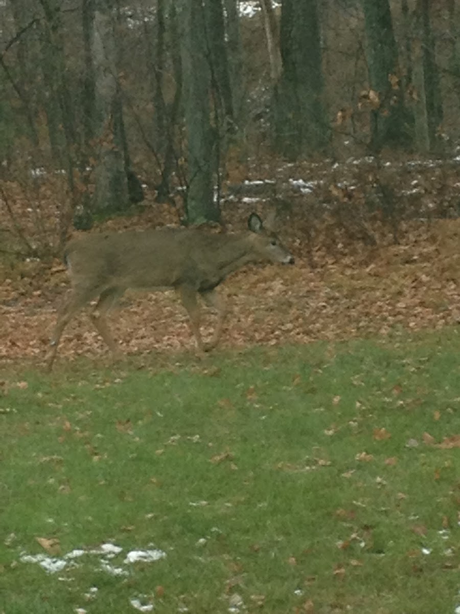 White-Tailed Deer