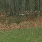 White-Tailed Deer