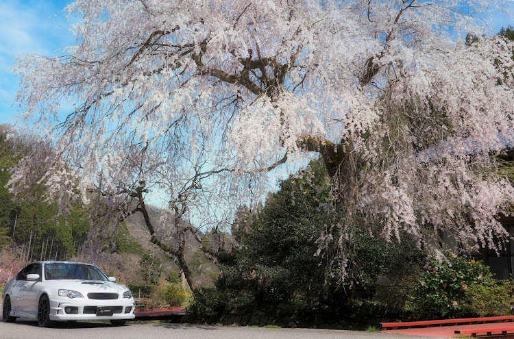レガシィB4のドライブ・洗車・桜コラボ・桜と愛車・4月もよろしくお願い致します🌸に関するカスタム事例の投稿画像1枚目