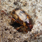 Shining Leaf Chafer