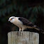 Yellow-headed caracara