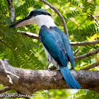 Collared Kingfisher