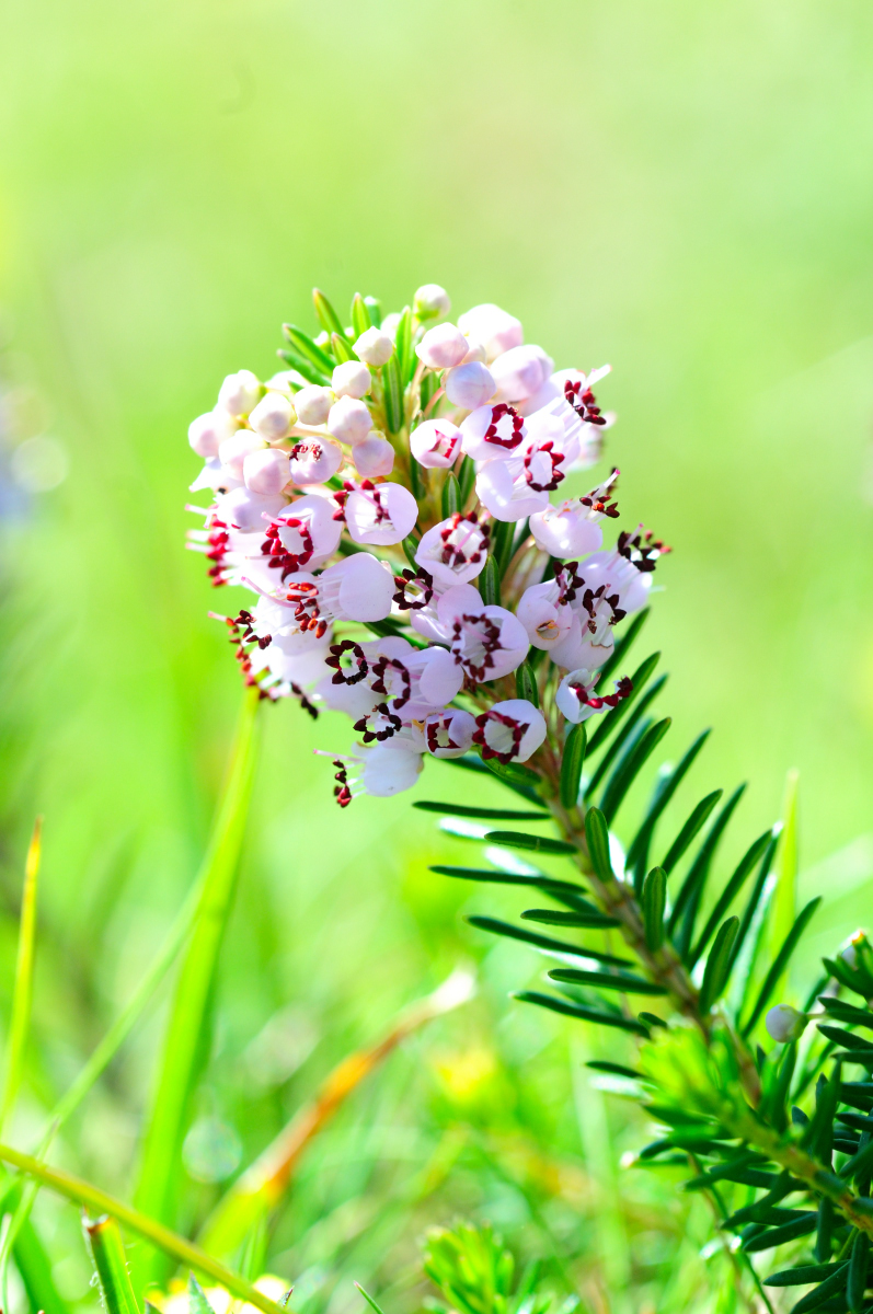 Cornish heath; Brezo