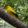 Black-naped Oriole