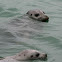 Harbor Seal