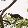 Red Headed Vulture