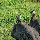 Helmeted guineafowl