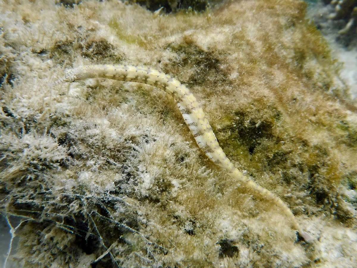 Pipefish