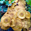 Honey Fungus