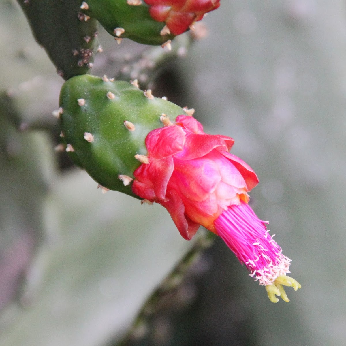 Opuntia ficus-indica flower