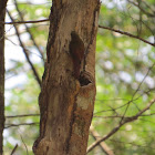 Olivaceous woodcreeper