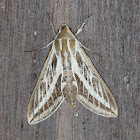 Australian Striped Hawk Moth