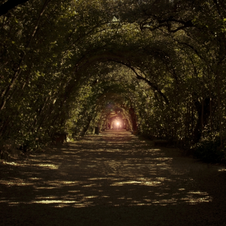 Il tunnel nel bosco di Andrea Frati