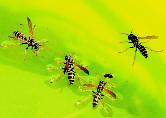 Una passeggiata sul giallo di cristins