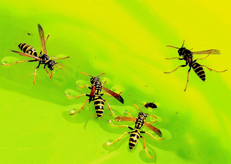 Una passeggiata sul giallo di cristins