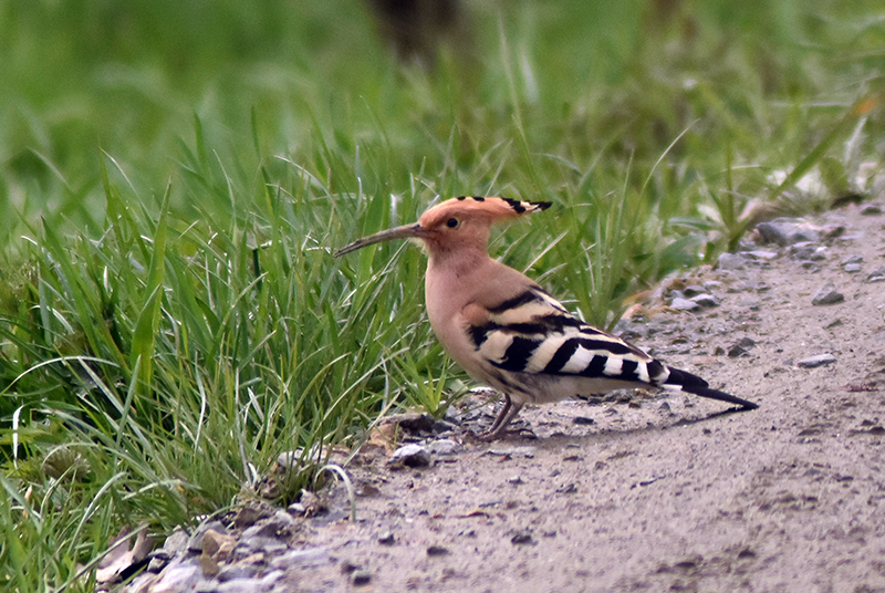 Eurasian hoopoe