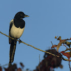 Magpie