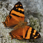 Mariposa mapeada