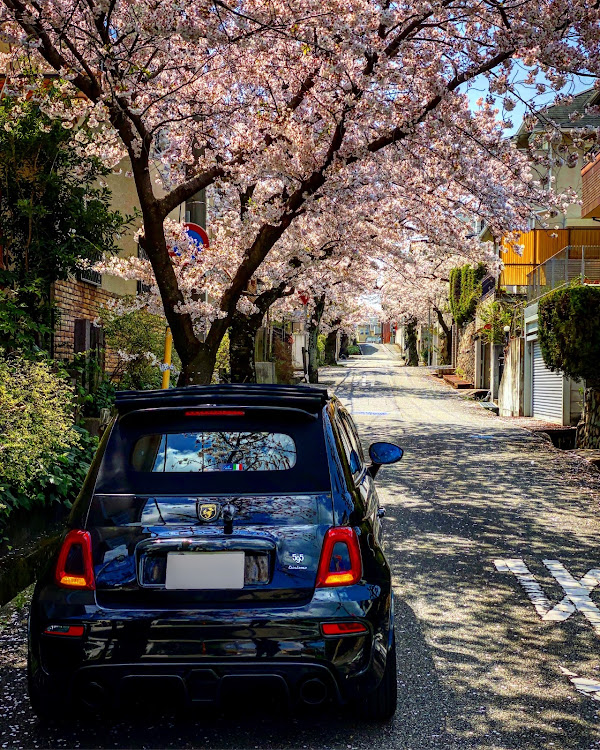 595Cのアバルト595c・アバルト595・アバルト・桜と愛車・桜並木に関するカスタム事例の投稿画像1枚目