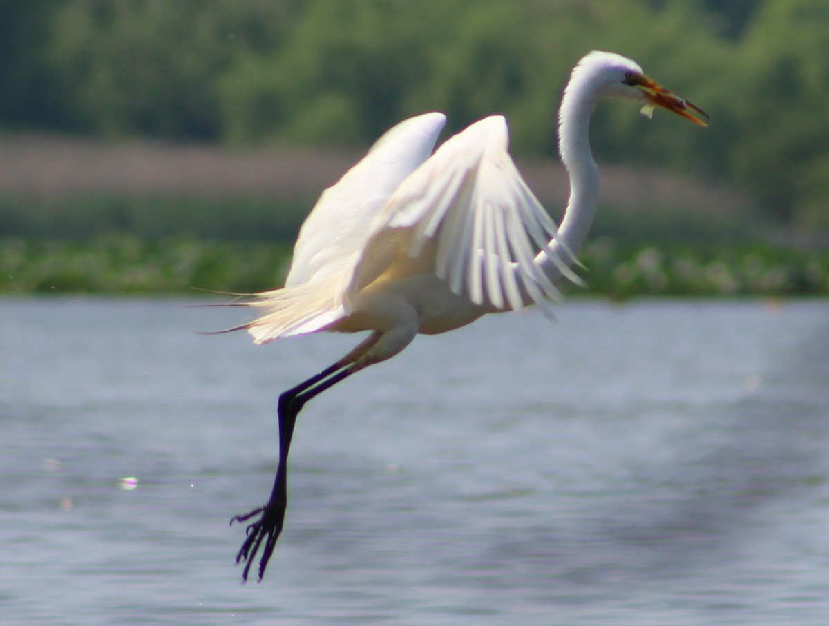 Great Egret