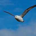 Fulmar boreal (Northern fulmar)