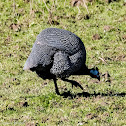 Helmeted Guineafowl