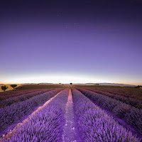 Lavanda di 