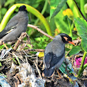 Bank myna