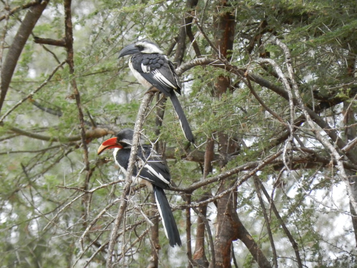 Von der Decken's hornbill