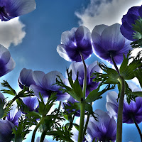 Primavera "nel blu" di Croatti Carlo