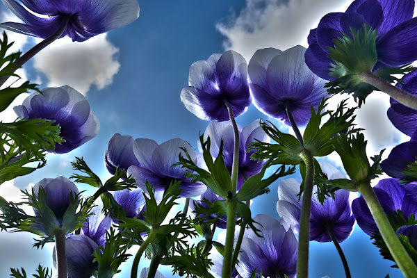 Primavera "nel blu" di Croatti Carlo