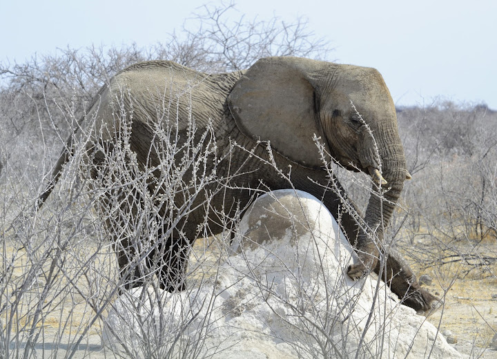 ЮАР, Намибия, Ботсвана. Бог любит троицу.