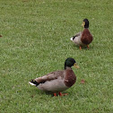 Mallard Duck