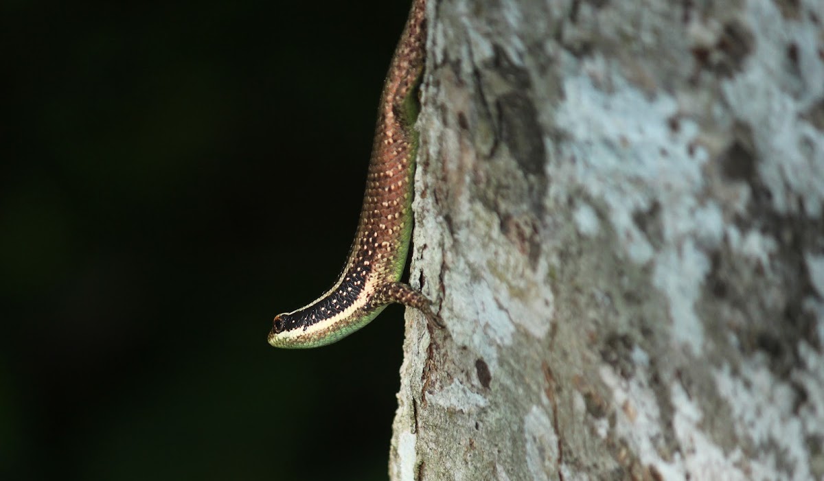 Striped Tree Skink