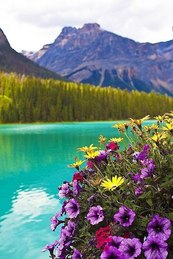 Love Flowers Images GIF