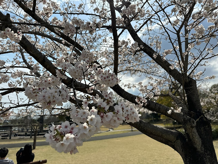 シビック(欧州HB)の皆様、いつもイイね!!＆コメありがとうございます・4月もよろしくお願い致します🌸・桜と菜の花・川島町洗車場・平成の森公園に関するカスタム事例の投稿画像6枚目