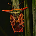 Ornate Shield Bug